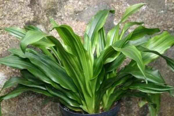 萬年青可以放在臥室嗎，放在臥室是非常不錯(cuò)的選擇