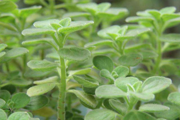 碰碰香枝干沒(méi)有葉子了