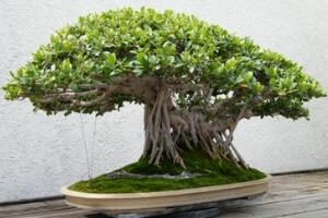 榕樹(shù)盆景怎么翻盆，榕樹(shù)換盆注意事項(xiàng)