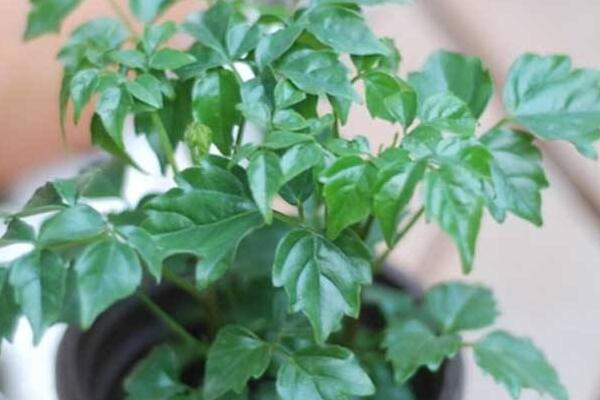 幸福樹葉尖發(fā)黑掉葉子，主要是這幾種原因造成的