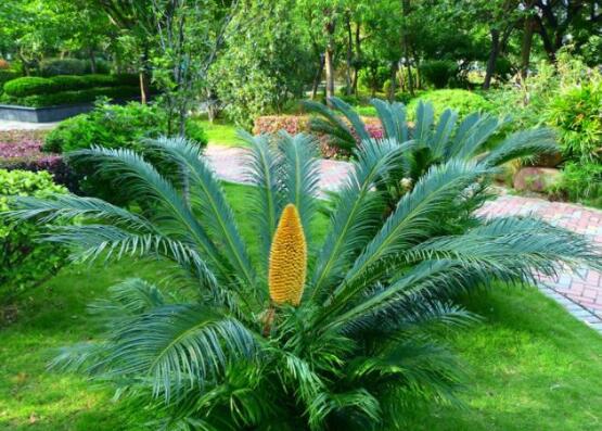 鐵樹開花有什么寓意，象征著大富大貴、吉祥瑞兆