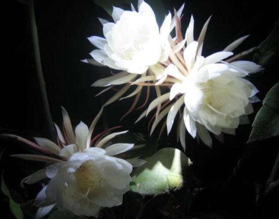 曇花怎么施肥，腐熟的有機(jī)肥為主/陰天施肥最佳