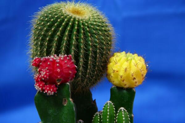 仙人球開(kāi)花后怎么處理，保證光照充足并減少澆水