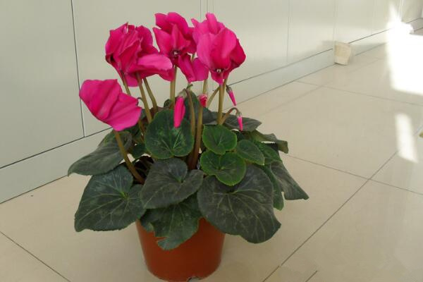 仙客來(lái)好養(yǎng)活嗎，5步教你養(yǎng)好仙客來(lái)