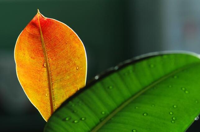 橡皮樹的副作用，對人體沒有特別大的傷害