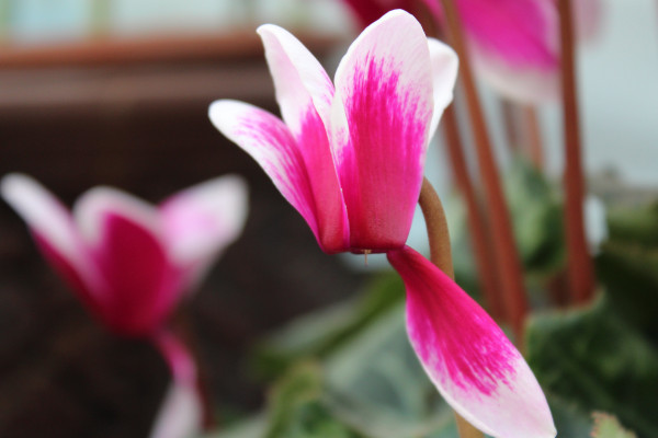 仙客來種子怎么收，花期結(jié)束2個月后開始收獲