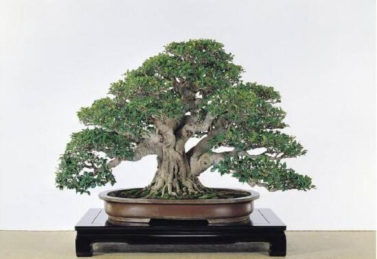 榕樹圖片，榕樹開花圖片