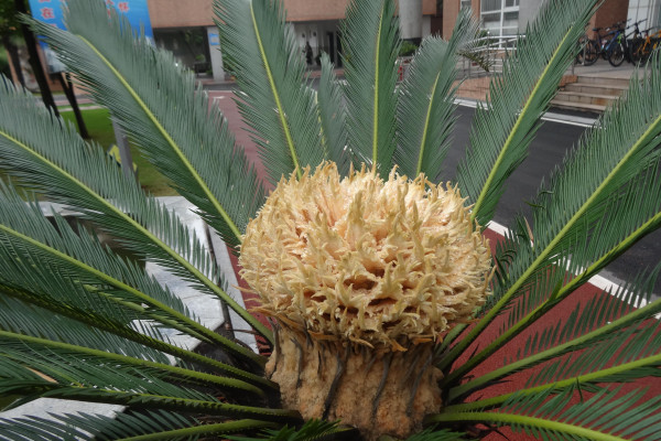 鐵樹養(yǎng)殖方法和注意事項(xiàng),澆水保證盆土見干見濕