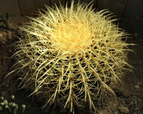 仙人球爛了怎么辦，及時修剪爛根、消毒/保持通風透氣