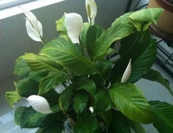 一帆風(fēng)順用什么花盆好，排水透氣、價(jià)格便宜素?zé)? src="/nongye/d/file/20201223/jvwqtu5edt3.jpg" style="width: 551px; height: 353px;" / data-lTTH="Ra0Jxa"></p>
<p data-aYtG="tot1D1">
	<strong data-fNCO="dX9kf9">3、</strong>不過不好花友們，覺得花盆越大則越好，因?yàn)榕柰猎蕉?，養(yǎng)分就更充足。殊不知在實(shí)際效果上不是那么好，因?yàn)槿襞璐竺缧〉脑挘瑒t耗水少，盆土過濕。</p>
<p data-DkUm="VmjAqP">
	<img alt=