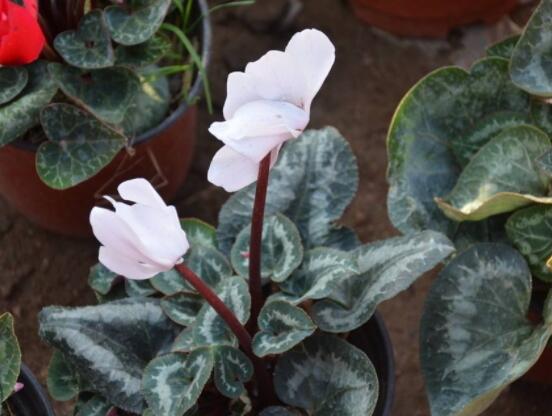 仙客來花期需施什么肥，做好薄肥少施原則(磷鉀肥為主)