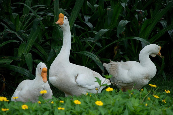 養(yǎng)鵝技術(shù)和疾病預(yù)防