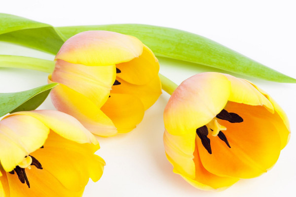 郁金香夏天有沒有辦法發(fā)芽