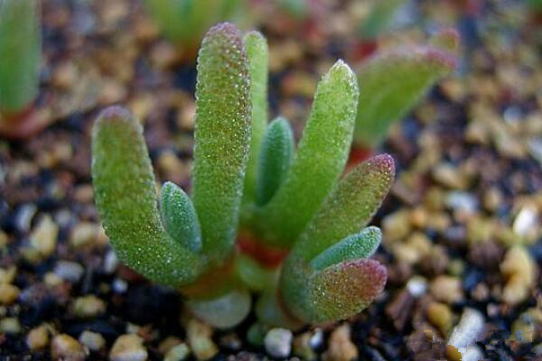 碧光環(huán)冬季怎么養(yǎng)，冬季養(yǎng)護(hù)5大要點(diǎn)