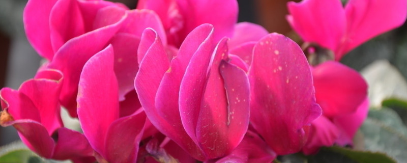 仙客來(lái)種球怎么催根