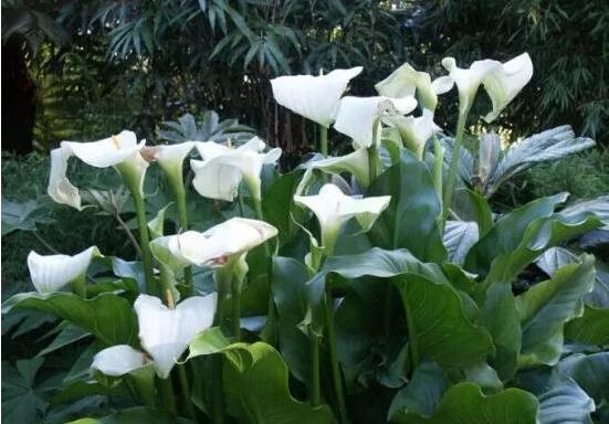 送馬蹄蓮花代表什么，不同顏色不同寓意(最深的祝福)