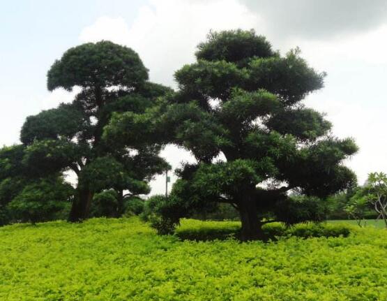 羅漢松怎么施肥，羅漢松施肥方法