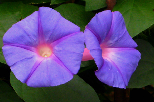 牽?；ㄈ~子的形狀特點(diǎn)