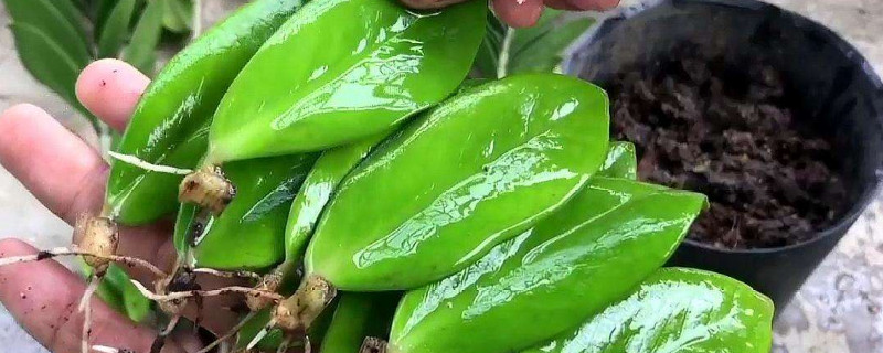 金錢樹(shù)夏天可以施肥嗎