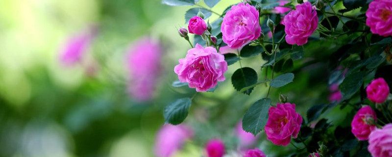 紅木香什么時(shí)候開(kāi)花