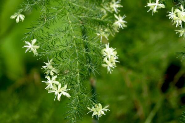 文竹開花了注意事項(xiàng)