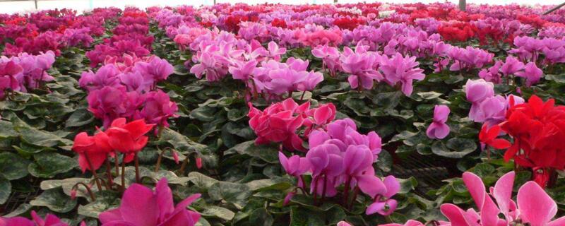 仙客來花怎么養(yǎng)