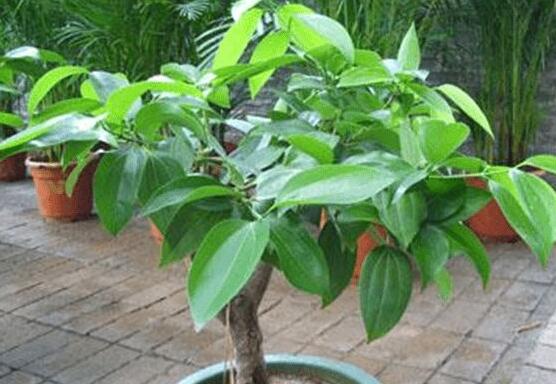 平安樹好養(yǎng)嗎，教你簡單四種養(yǎng)殖方法/闔家幸福、萬事如意