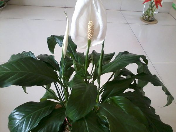 一帆風順怎么不開花，不開花原因以及對策