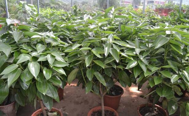 平安樹怎么修剪，平安樹的修剪方法和技巧