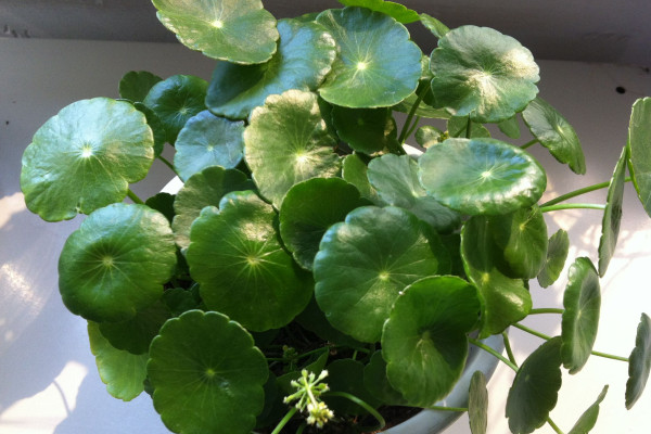 銅錢草葉子邊緣干枯，及時補充水肥養(yǎng)分