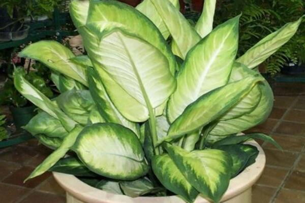 萬(wàn)年青養(yǎng)殖方法