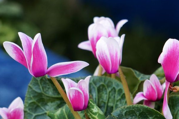 仙客來一般養(yǎng)幾年