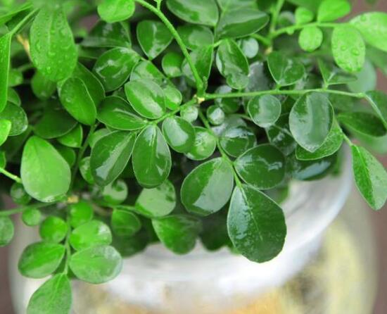 九里香的養(yǎng)殖方法水培，教你四個(gè)步驟水培爆盆