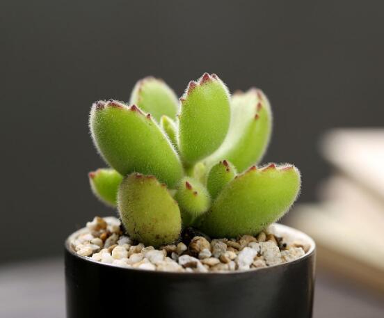 熊童子長(zhǎng)黑斑了怎么辦，教你兩種最常見解決辦法(蟲害與病害)