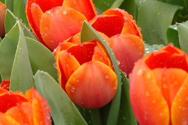 郁金香會不會復花