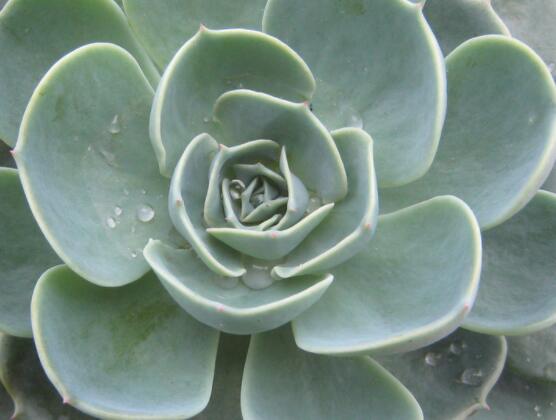 寶石花怎樣養(yǎng)才能長(zhǎng)得快，做好四個(gè)要點(diǎn)生長(zhǎng)的青翠欲滴