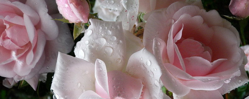 薔薇花會結(jié)果嗎