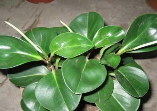 碧玉剪一小段能水培嗎，做好這簡(jiǎn)單四步可水培爆盆