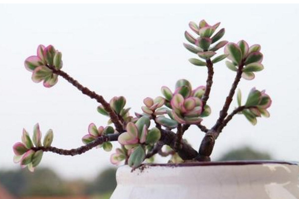 雅樂(lè)之舞怎么養(yǎng)