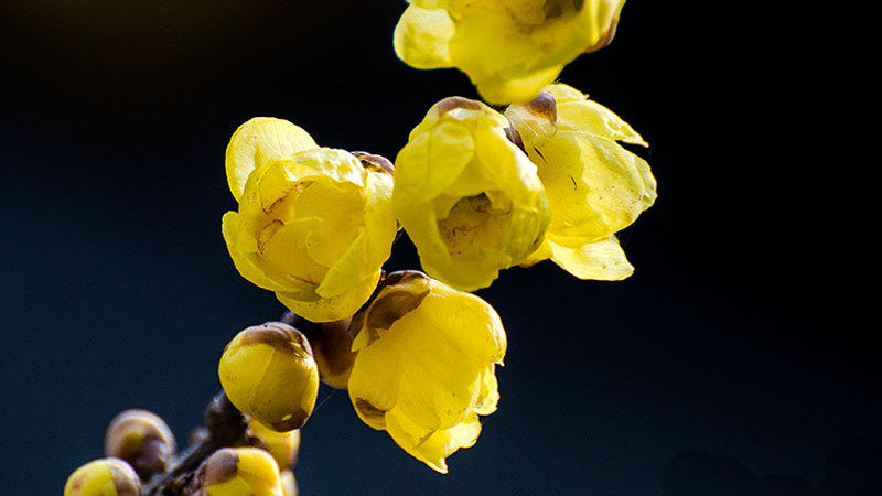 臘梅怎么水養(yǎng)