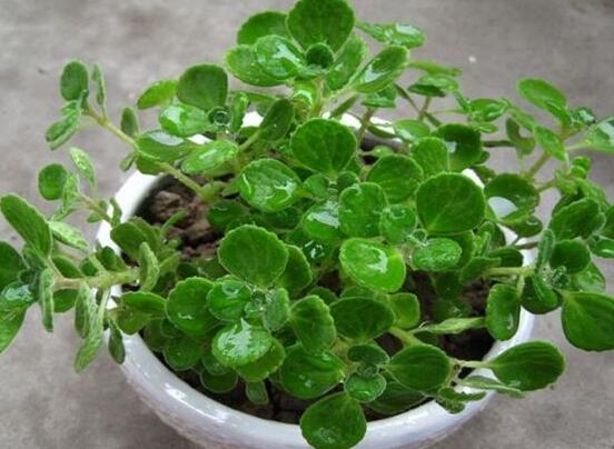 碰碰香能吃嗎，可食/泡茶泡酒香味濃郁、美味可口