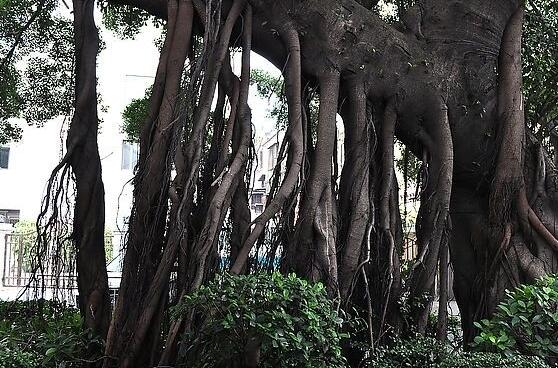 榕樹(shù)為什么招鬼，榕樹(shù)招鬼只是一種民間傳說(shuō)