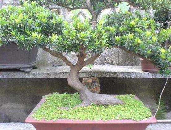 羅漢松有毒嗎，羅漢松可以在臥室養(yǎng)嗎