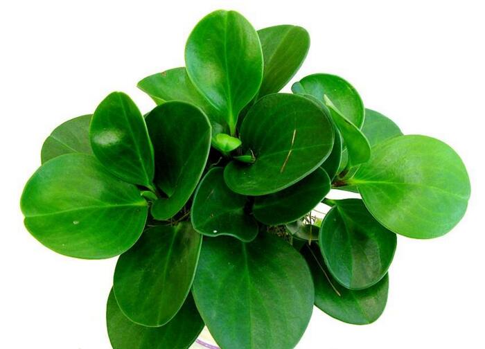 碧玉花的功效與作用，凈化空氣美化居室