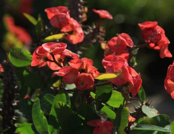 虎刺梅病蟲害及防治，根腐病與介殼蟲最為常見