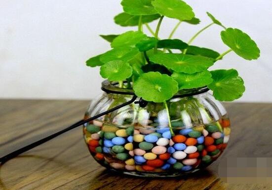 銅錢草水培怎么固定根，，擇一些小花石置于水瓶底部(美觀固定)
