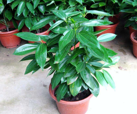 如何給平安樹松土，以樹干為中心、沿周圍輕鏟