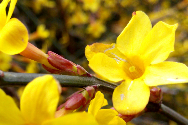 迎春花只有根沒(méi)干怎么辦