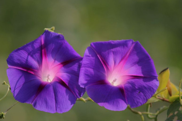 盆栽牽?；S葉怎么辦