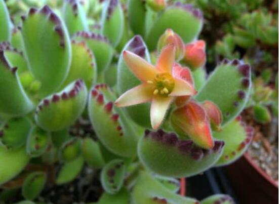 熊童子多久開花，每年7-9月間含苞盛放(夏末秋初)